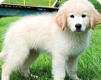 Smaller numbers of pups are priced higher than larger numbers. Golden Retriever Puppies For Adoption : 15 Questions To ...