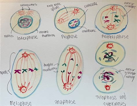 Mitosis Through Color And Water Human Steam