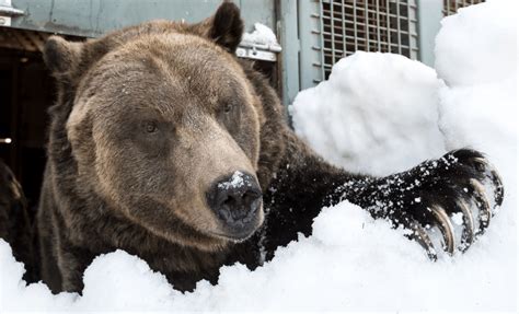 Grouse Mountains Grizzly Bears Waking From Hibernation Photos News