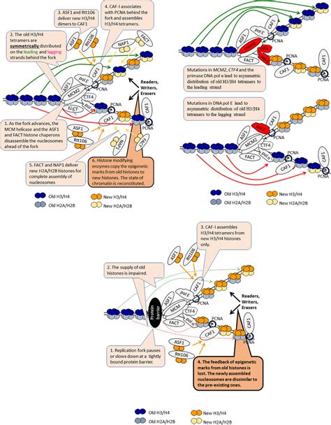 Dna Replication Coupled Chromatin Disassembly And Reassembly The