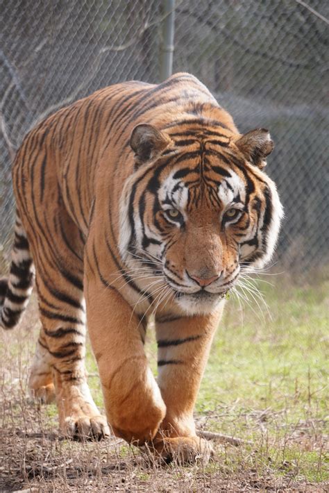 Tiger Carolina Tiger Rescue