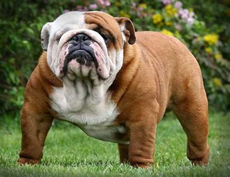 The english bulldog's life expectancy is about 8 years but.? LIFE SPAN OF BULLDOG