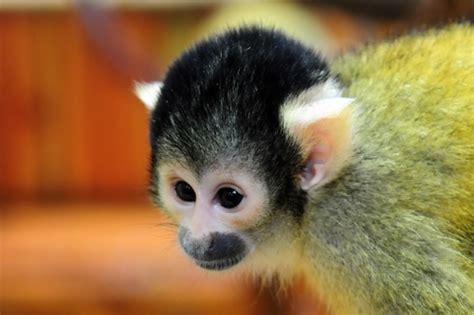 Black Capped Squirrel Monkey Mammals Of Tambopata · Inaturalist