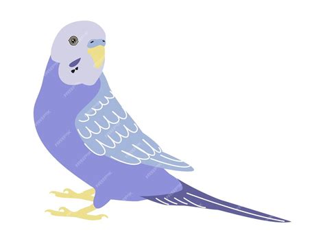 Premium Vector Budgerigar Violet Parrot Budgie Bird Or Colorful