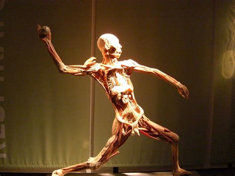 Yes they are all humans who donated their bodies to this project. Human Body (Yes its real) | Flickr - Photo Sharing!