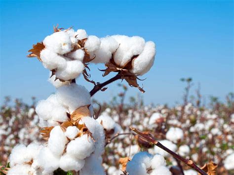 Global Cotton Seed Market 2020 Recent Development, Ongoing Demand and 