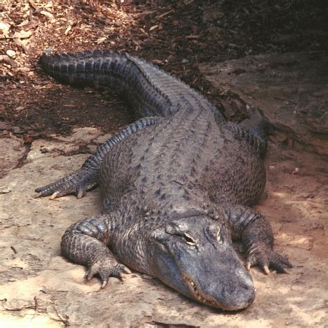 Guided Alligator Hunting In Louisiana Usa Today