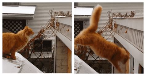 19 Cats That Failed Their Jumps Miserablyand Hilariously Catlov