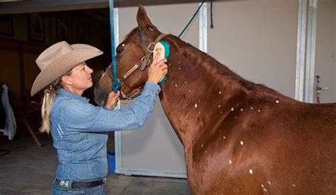 Predators excel at what they do. Horse Grooming | Learn How To Groom Your Horse - Horse&Rider