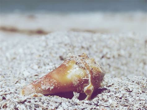 Free Images Hand Sand Fauna Invertebrate Seashell Conch Close Up Macro Photography Sea