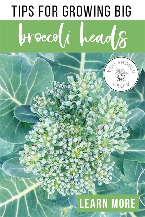 Tricks To Growing Great Tasting Broccoli Growing