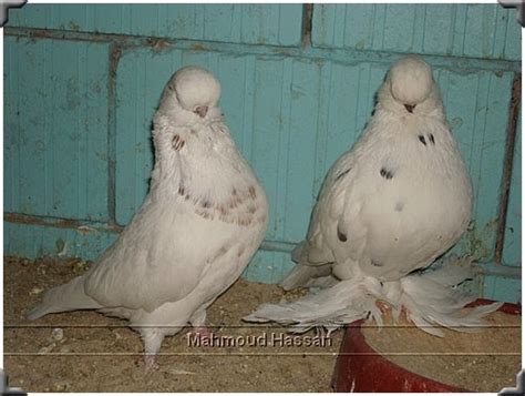 Pigeons For Sale Deluxe English Long Face Tiger Color