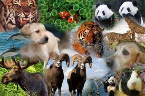 ¿cuantos Animales Hay En El Mundo Cocupo