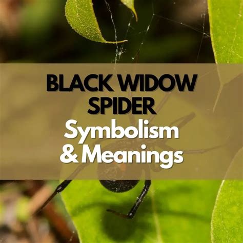 Black Widow Spider Symbolism Meanings And History Symbol Genie