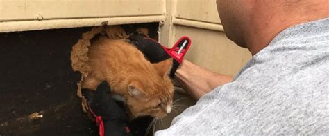 Cat Rescued From Inside Chimney She Was Just Happy To Be Out Of There Abc News