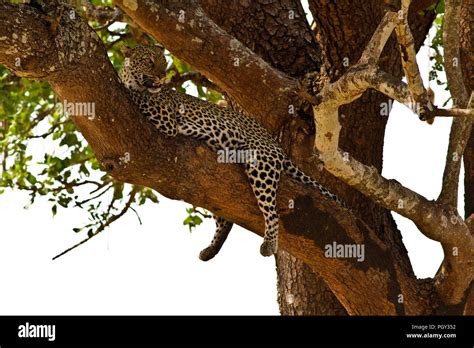 A Female Leopard Looks Out Over Her Territory From The Vantage Of A