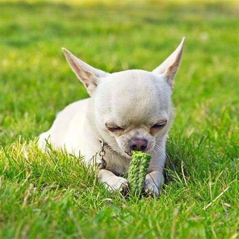 Green are a good source of thiamine, riboflavin, calcium, magnesium, potassium, vitamins a, vitamins b6, vitamins c, and vitamins k. Cucumbers are safe for dogs to eat. Look at this tiny ...