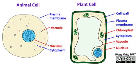 Top 167 Animal Cell Under Light Microscope