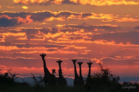 Giraffe Sunset Sky African Wildlife And Nature Background By