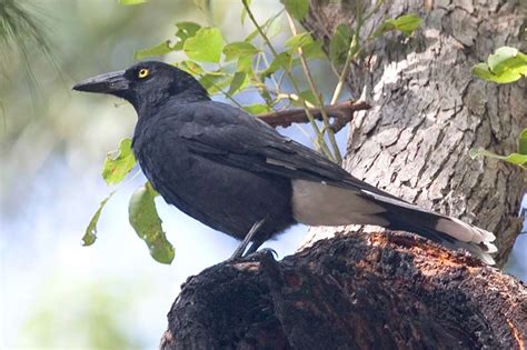 Cartoon white stork bird pediatric doctor holding a stethoscope and white baby boy in a bundle #1312788. Pied Currawong Strepera graculina