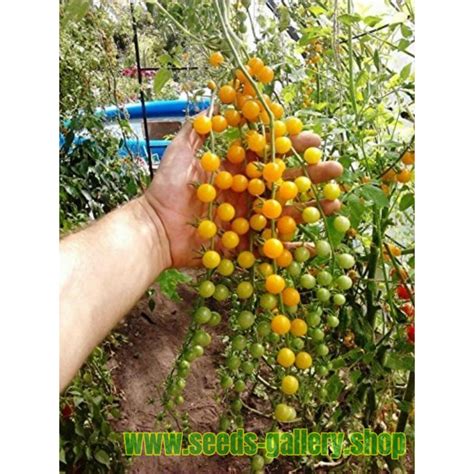Tomato Yellow Currant Seed Solanum Pimpinellifolium Price €165