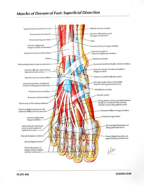 The foot is the region of the body distal to the leg and consists of 28 bones. Anatomy Print Muscles of Dorsum of Foot Superficial