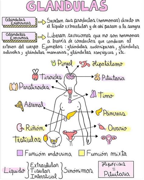 10 Dibujo De Las Glandulas Exocrinas