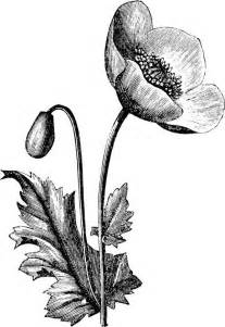 Poppy Flower Line Drawing Clipart Best