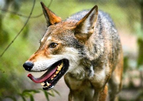 Endangered Red Wolf A Distinct Species Newswire Blue Ridge