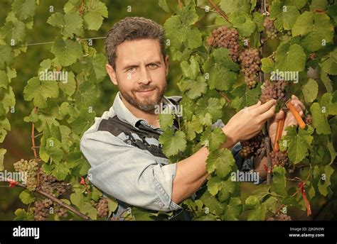 Viticulturist Cut Grapes With Gardening Scissors Summer Stock Photo