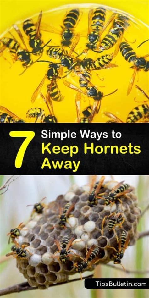 7 Simple Ways To Keep Hornets Away Bee Repellent Wasp Repellent