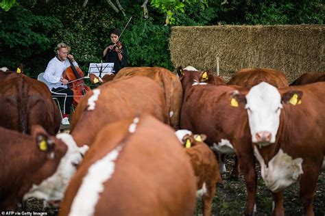 Cows Love My Classical Moo Sic British Cellist Performs For Herds In