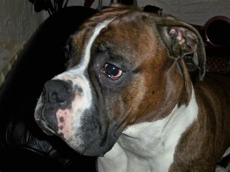 Brindle And White Boxer For Stud Basildon Essex