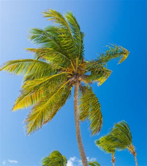 Tropical Palm Tree Free Stock Photo Public Domain Pictures