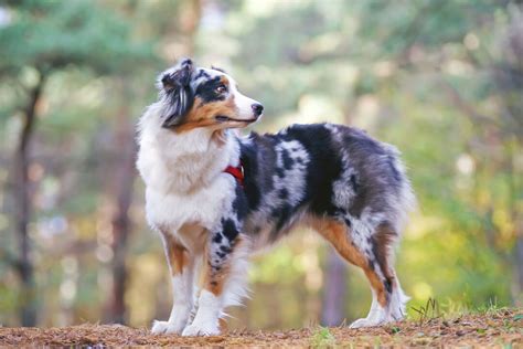 50 Unbelievable Facts About Australian Shepherds You Must Know 2023