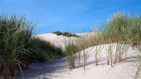 Free Images Beach Landscape Sea Coast Tree Wilderness Shore