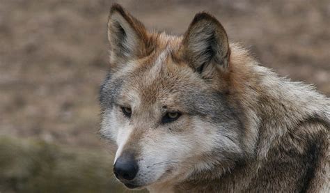 Wolves Facts Diet And Habitat Information