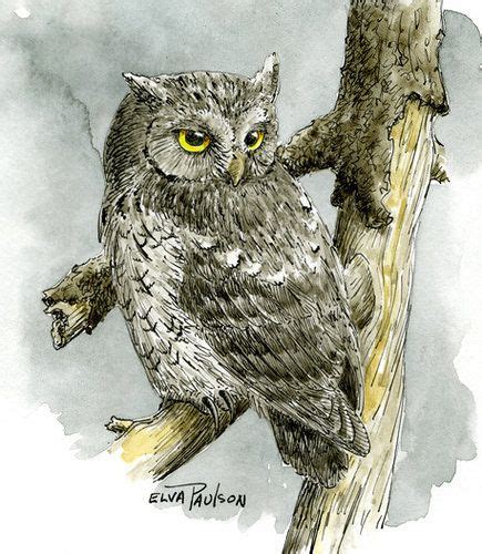 Screech Owl Owl Screech Owl Pen Sketch