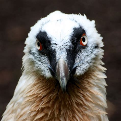 Bartgeier / Lämmergeier - Bearded Vulture - Gypaetus barbatus | Bearded vulture, Vulture, Pet birds