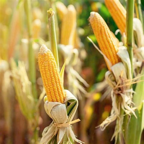 Efforts Are Going On To Make Mutant Corn The Future Of Agriculture