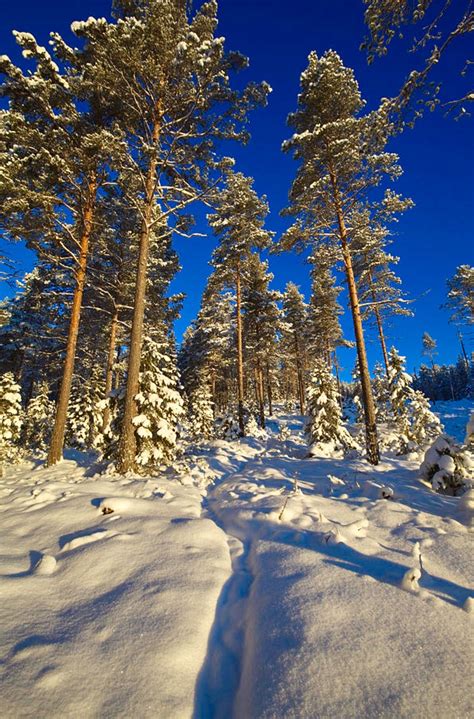 Footpath Through A Snowy Forest Is A Photograph By Intensivelight