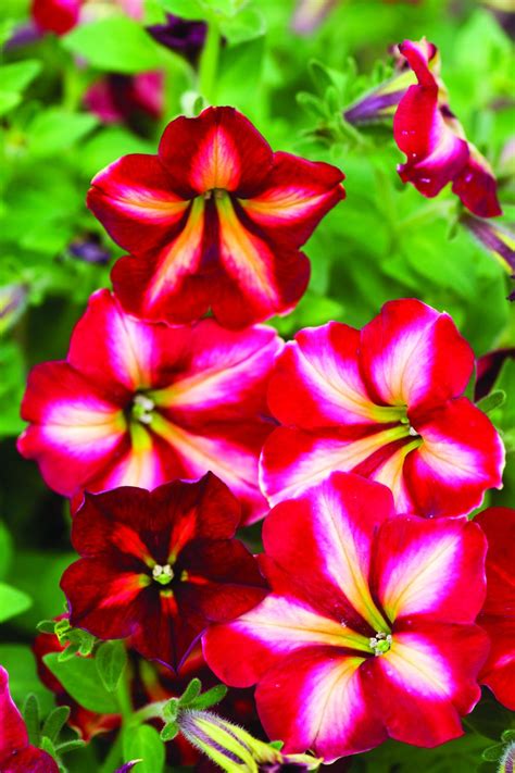 Top Red Annual Flowers For Your Garden Hgtv