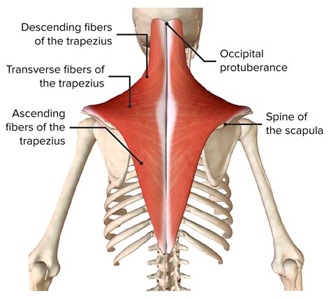 Posterior Trapezius Muscle
