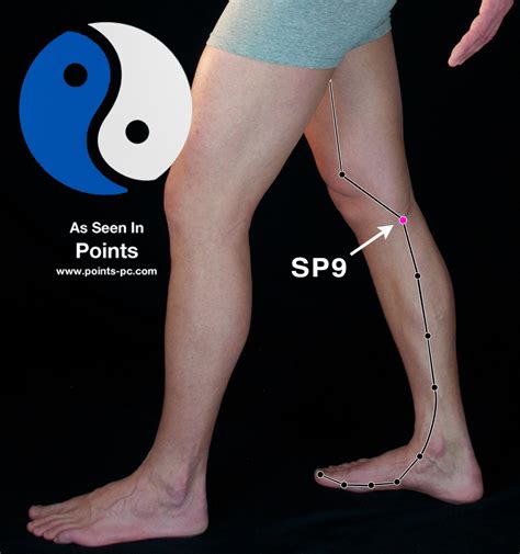 Acupuncture Point Spleen 9 Sp 9 Acupuncture Technology News