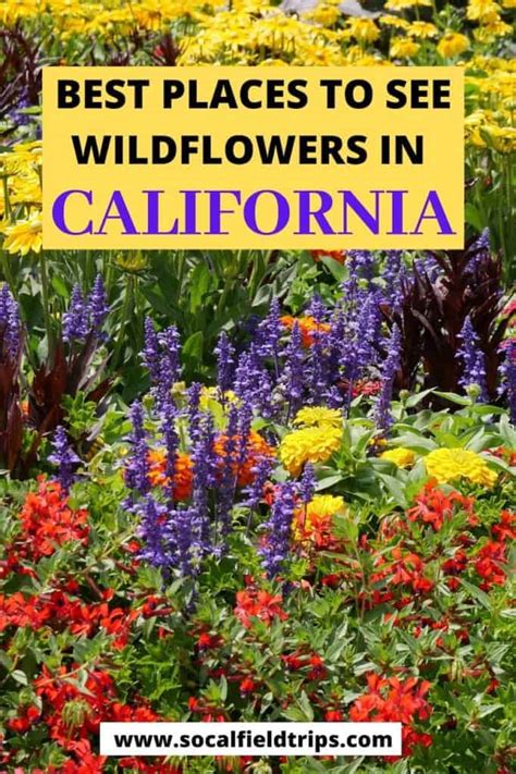 2024 Where To See Wildflowers In Southern California Socal Field Trips