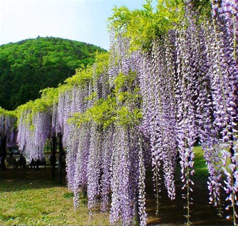 What does the wisteria flower mean? Wisteria Wisteria Vine Saplings Seeds Vegetable Garden Plants F SD96341 - $4.00 : Buy Fruit ...