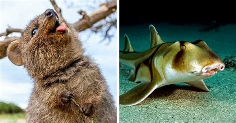 Here Are 40 Adorable Scary And Weird Australian Animals I Gathered