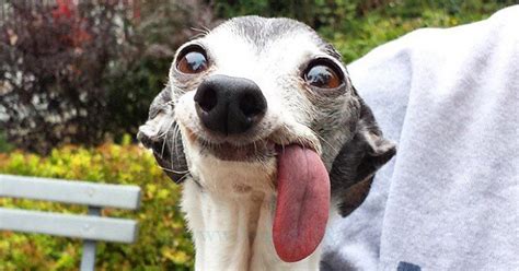 Dog With Gigantic Tongue Gets Photoshopped Into Various Hilarious