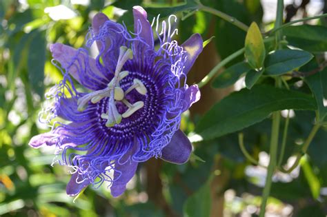 Purple Passionflower Passiflora Incarnata