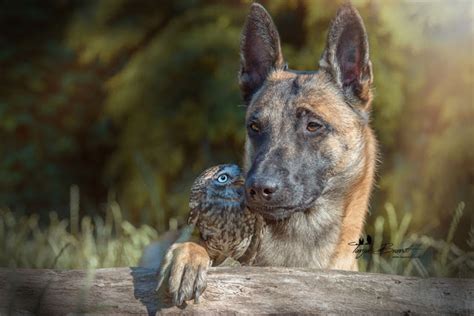 White Wolf Meet Ingo And Poldi Tiny Rescued Owl And Dog
